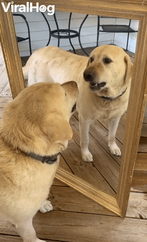 Video gif. Golden Labrador sees its reflection in the mirror and begins to bark.