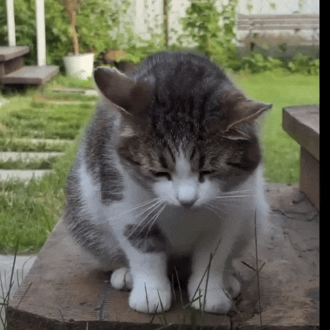 Cat Vomit GIF