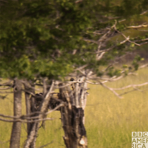happy painted wolf GIF by BBC America