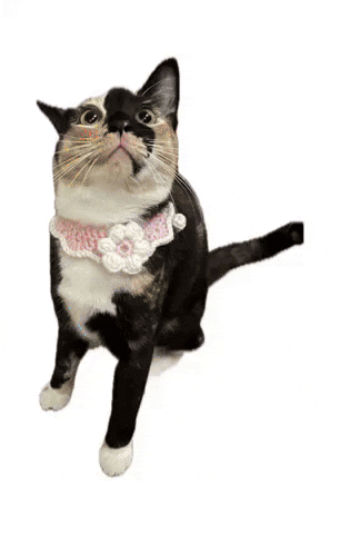 cultofbiscuit cat celebrate biscuit yippee GIF