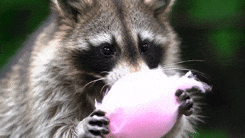 Blm Racoon GIF