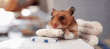 Hamster Chipotle GIF