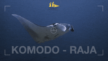 Manta Ray Komodo GIF by Jakare Liveaboard