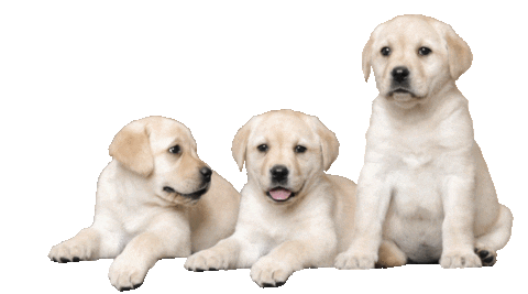 Source: Guide Dogs Australia