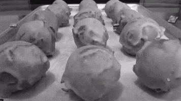 Paczki GIF