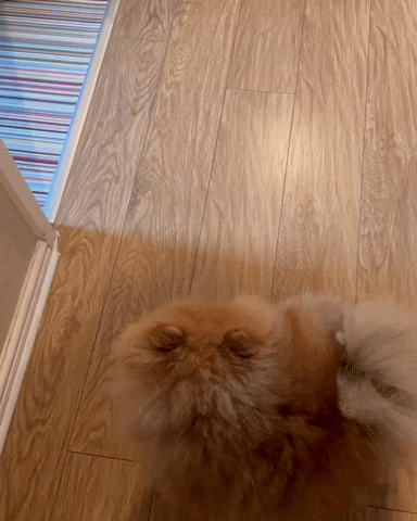 Mans Best Friend Pomeranian GIF