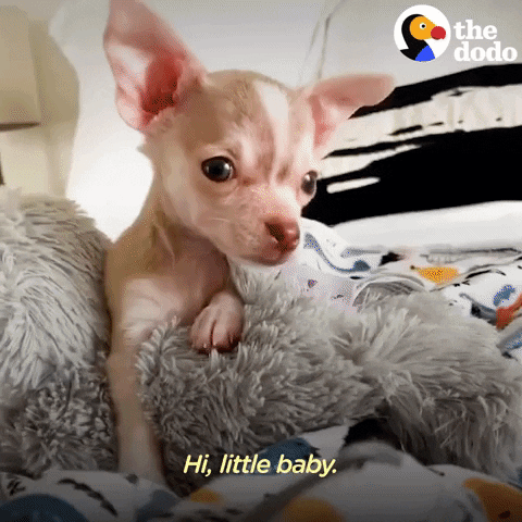Small Dogs GIF by The Dodo