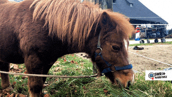 tiere bis unters dach GIF by SWR Kindernetz