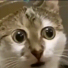 Cat Meme GIF