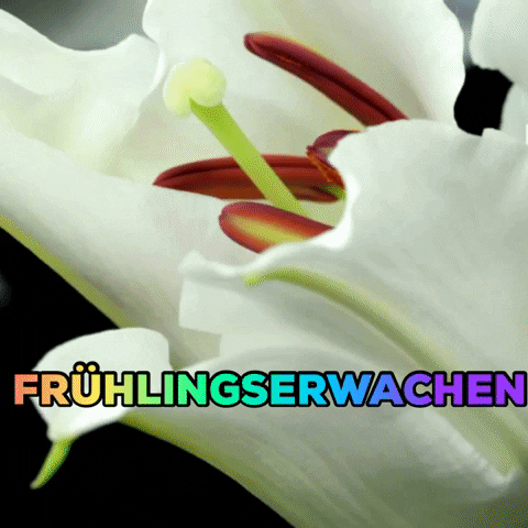 Spring Fruhling GIF by Schnappdeinpreis