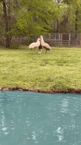 Soccer Funny Animals GIF by Storyful