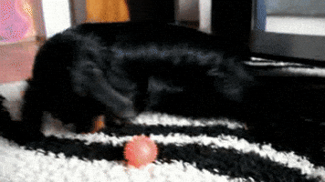 axn0b3jpaze5odzabwfpbc5ydq  GIF