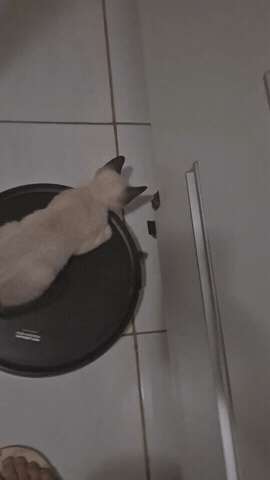 Cat Cat Cat GIF