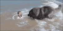 Save Good Boy GIF
