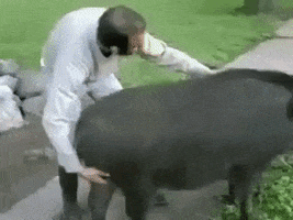 ride animals being jerks GIF