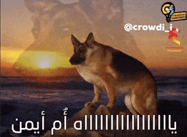 كراودي GIF