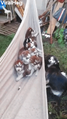 Husky Puppies Play On Hammock GIF by ViralHog