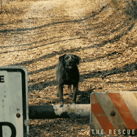 Barking Paramount Pictures GIF by The Rescue Movie