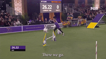Westminster Dog Show Bee GIF by Westminster Kennel Club