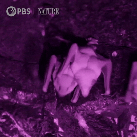 Wild Animals Bat GIF by Nature on PBS