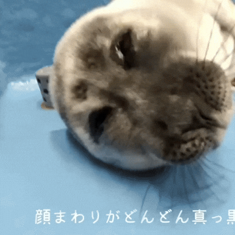 Tired Seal GIF