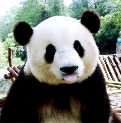  animals animal bear panda licking GIF