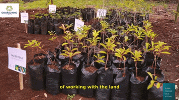 Gaviaozinho Farm GIF