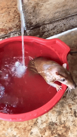 Bath Swimming GIF