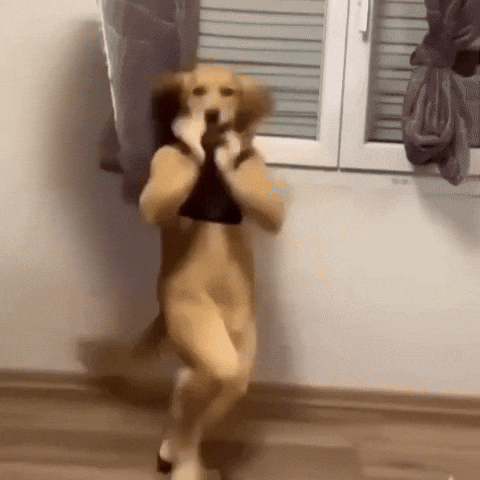 Golden Retriever Dance GIF