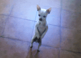 Video gif. White chihuahua stands upright on a tile floor teetering back and forth on its skinny hind legs like its dancing.