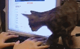 chat-clavier