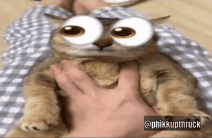 Mei Mei Cat GIF