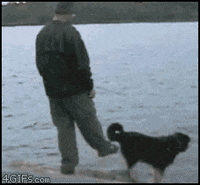 Dog Fail GIFs - Get the best GIF on GIPHY