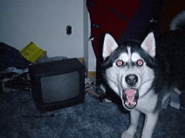 Happy Dog GIF
