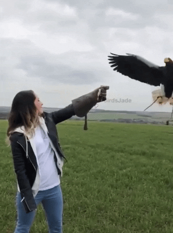 Stellers Sea Eagle GIF
