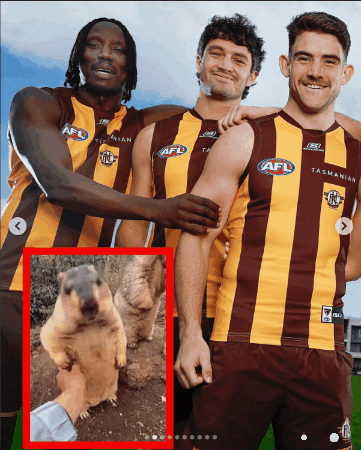 Afl Hawks GIF by Hawthorn Football Club