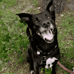 Guffy GIF by mynameisnastia