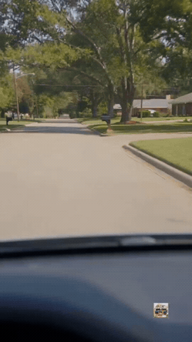 Dogs GIF