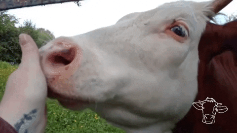 Cow GIF