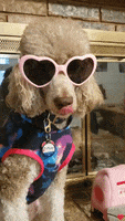 Dog Fashion Poodle GIF by Geekster Pets