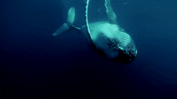 sea life ocean GIF by NOWNESS
