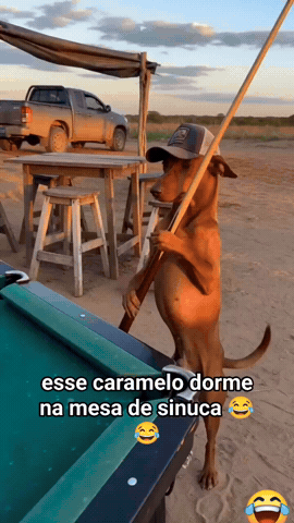 Dog GIF