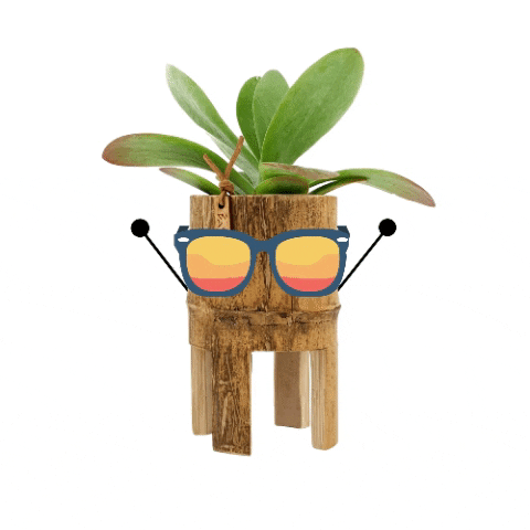 Bamboez GIF