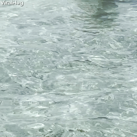 Cat Swimming GIF by ViralHog