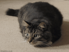 Cat Look Back And Forth GIF by sheepfilms