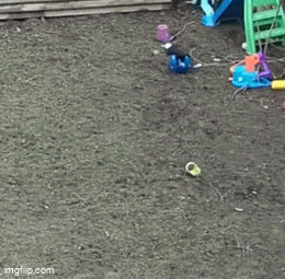 Kingkaps7 GIF