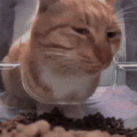 Cat Wallpaper GIFs - Find & Share on GIPHY