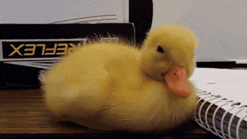 Tired Duck GIF