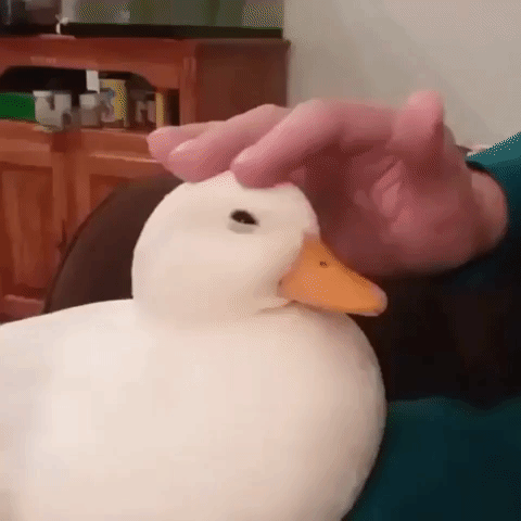 Cute GIF - Find & Share on GIPHY