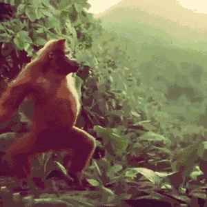 Orangutan GIFs - Get the best GIF on GIPHY